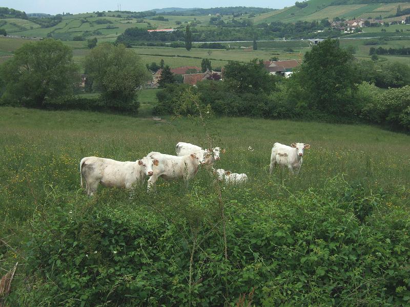 2010-05- (114).JPG